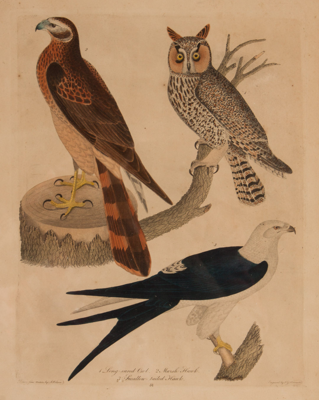 Appraisal: Alexander Wilson Ornithological Study engraving American - hand-colored engraving engraved