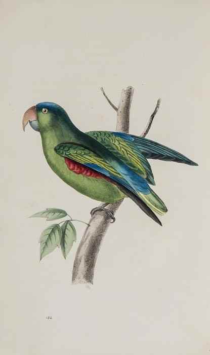 Appraisal: Swainson William Zoological Illustrations or Animals selected chiefly from the