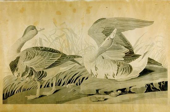 Appraisal: John James Audubon after American - WHITE FRONTED GOOSE uncolored