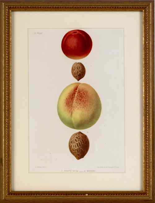 Appraisal: Five early hand colored lithographs of fruit th c largest