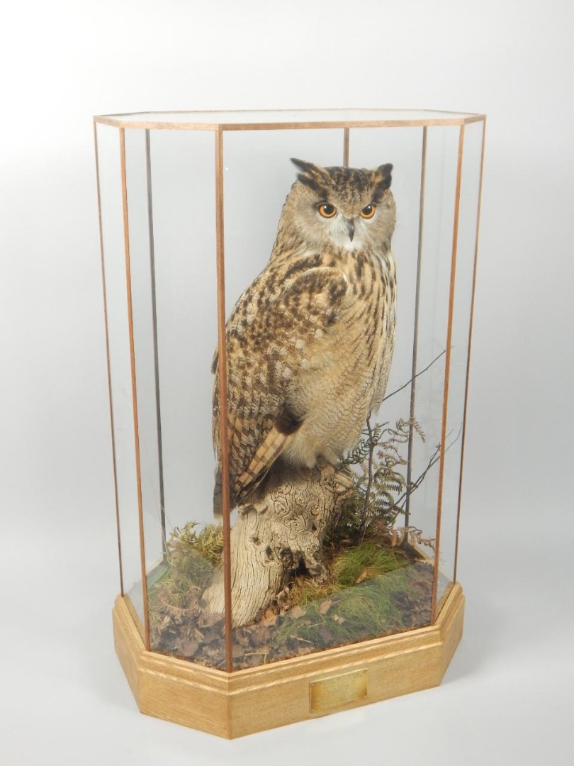 Appraisal: A taxidermied male eagle owl by Mike Gadd of Boston