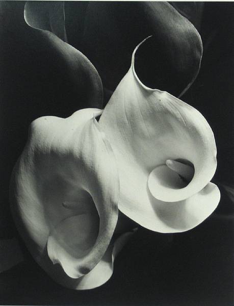 Appraisal: Imogen Cunningham American - Two Callas Gelatin silver print printed