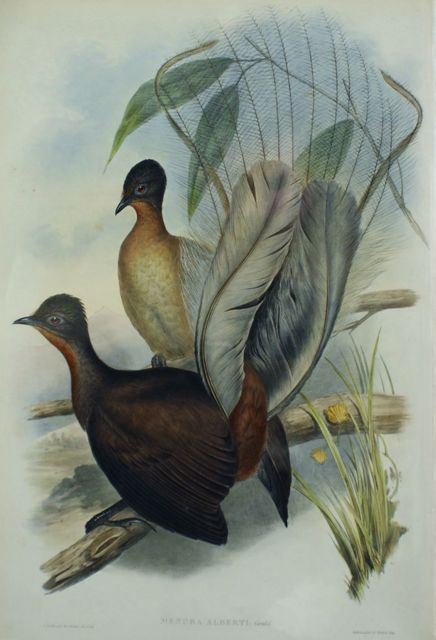 Appraisal: Albert Lyre Bird Menura Alberti