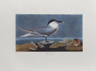 Appraisal: John James Audubon - Sandwich Tern No Plate th c