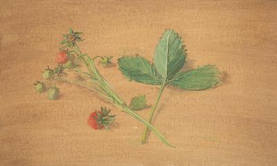 Appraisal: Carolyn Sergeant British - Strawberries oil on paper laid to