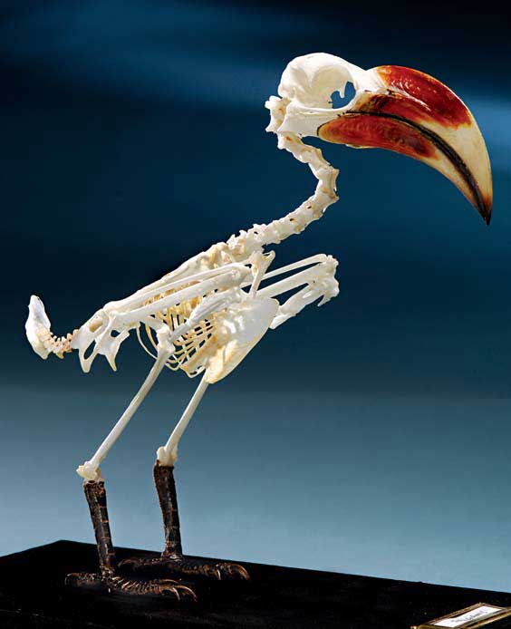 Appraisal: VAN DER DECKENS HORNBILL SKELETON - Tockus deckeni Cabanis North-Eastern