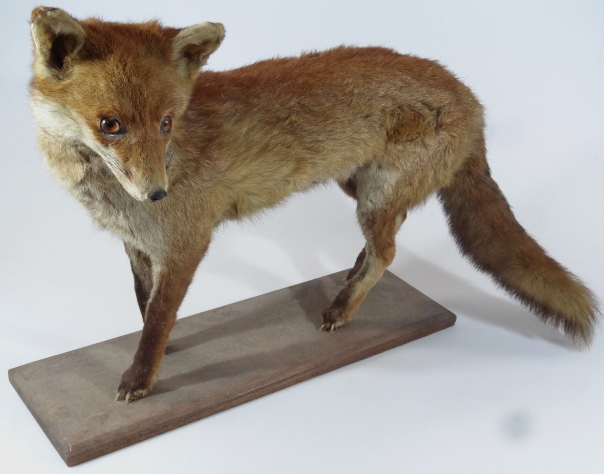 Appraisal: A thC taxidermy stuffed fox in standing pose on plain