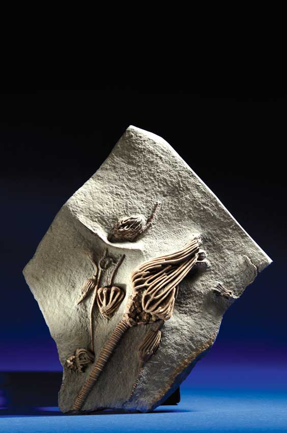 Appraisal: FINE FOSSIL CRINOID ASSEMBLAGE - COMPLETELY NATURAL Numerous Species Mississippian