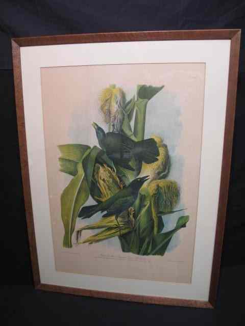 Appraisal: Audubon chromolithograph print Framed matted and under glass Titled ''Purple