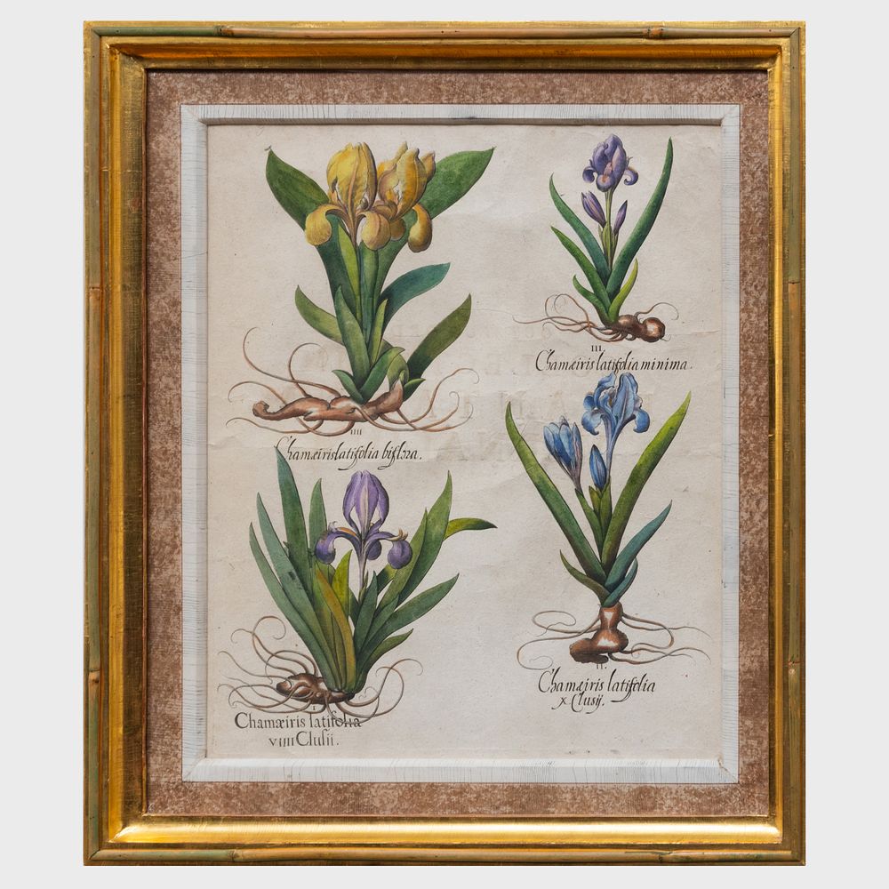 Appraisal: After Basilius Besler - Chamaeiris Latifolia Engraving with hand-coloring on