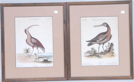 Appraisal: TWO ANTIQUE BIRD ENGRAVINGS One by Catesby in linenius rubber