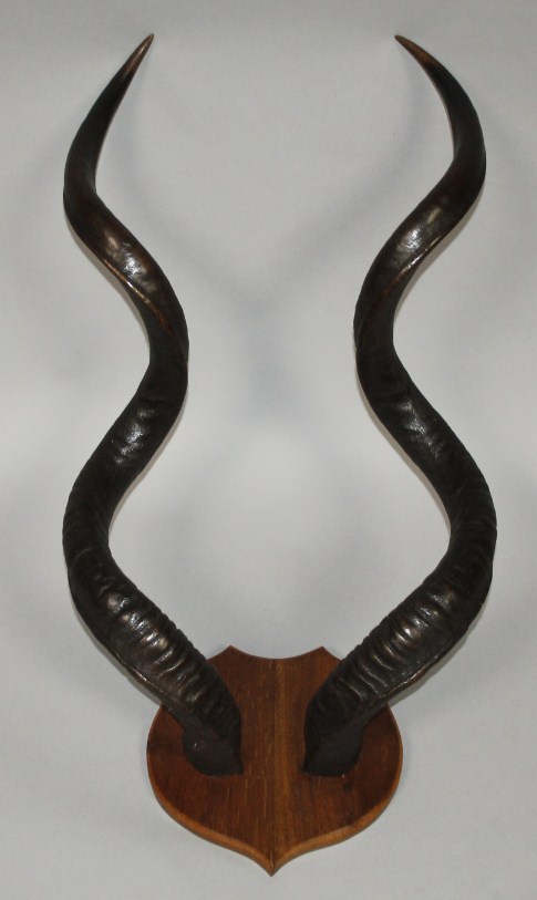 Appraisal: A pair of mounted antelope horns possibly Kudu the horns