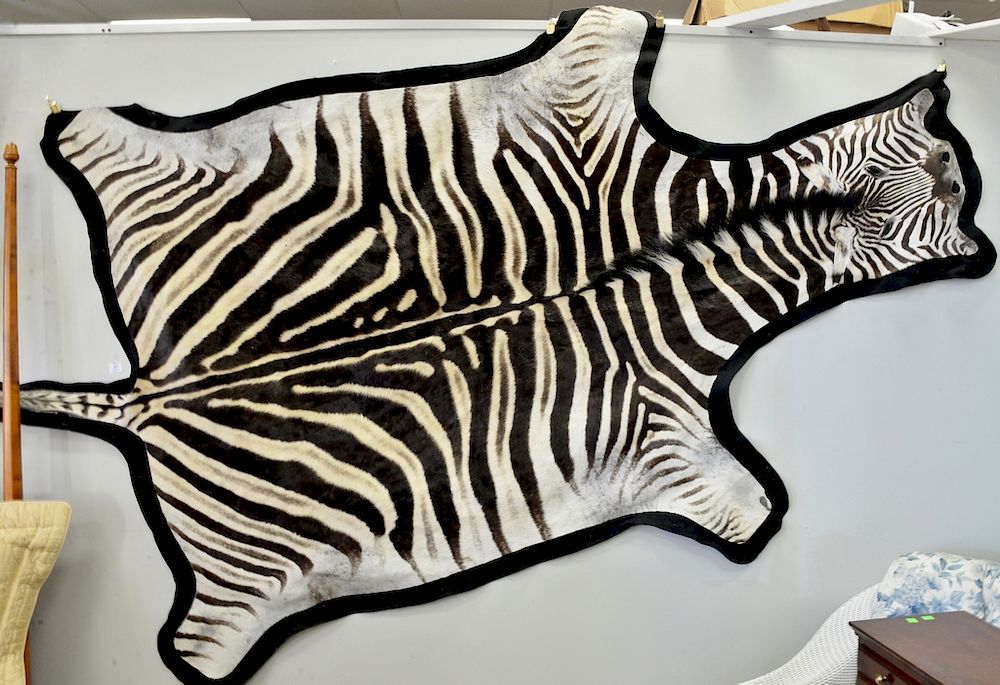 Appraisal: Full zebra skin taxidermy rug approximately x Full zebra skin