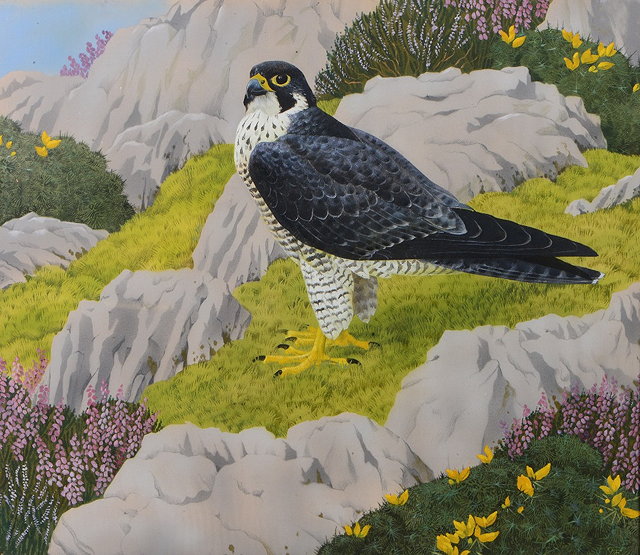 Appraisal: CHARLES FREDERICK TUNNICLIFFE - 'The Pembroke Lady' a Peregrine falcon