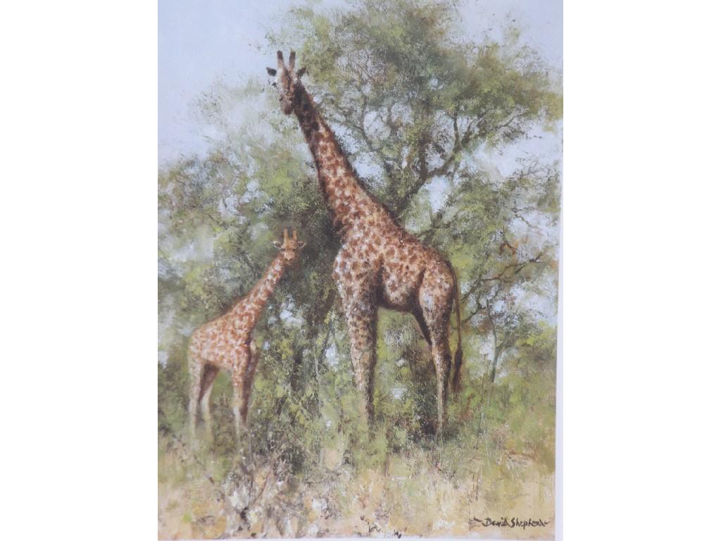 Appraisal: After David Shepherd Masai Giraffe Young Artist signed limited edition