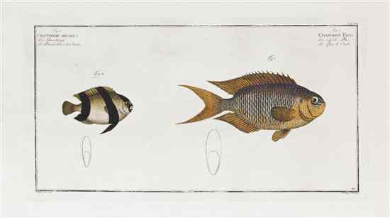 Appraisal: FISH BLOCH MARCUS ELIZIER A group of three engravings with