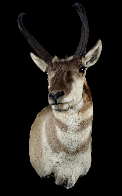 Appraisal: Montana Pronghorn Taxidermy Shoulder Mount For bidding in this lot