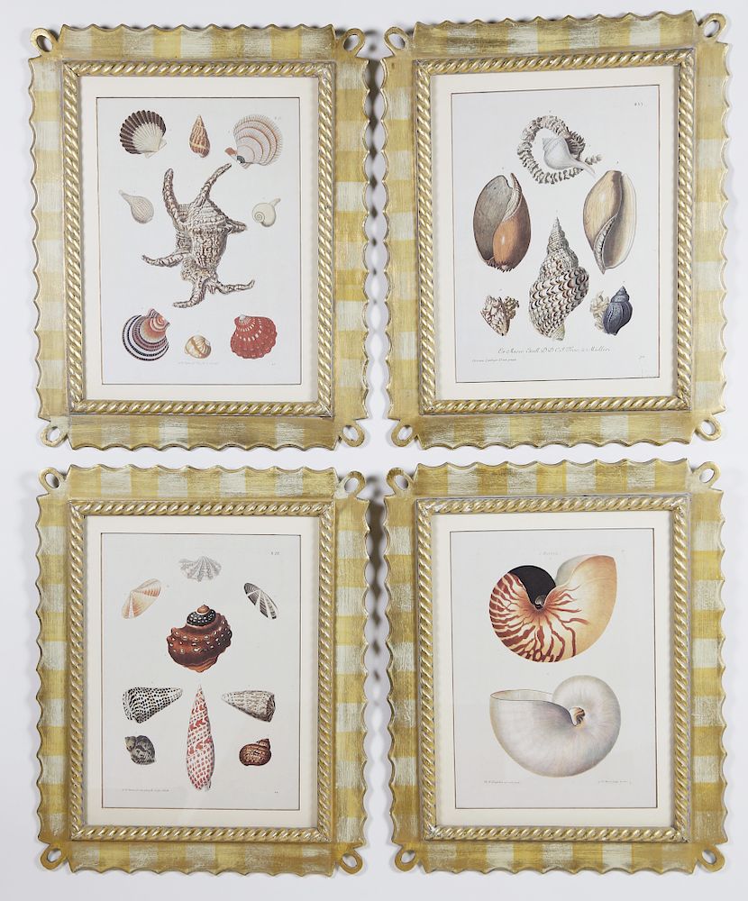 Appraisal: Four Italian Framed Decorative Shell Lithographs Four Italian Framed Decorative