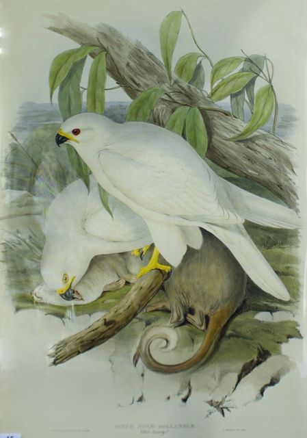 Appraisal: White Goshawk Astur Novae-Hollandiae White Variety