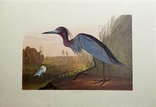 Appraisal: John James Audubon - Blue Crane or Heron No Plate