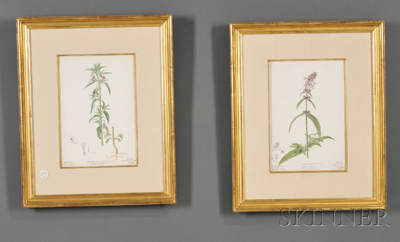 Appraisal: Pair of Framed English Watercolor and Ink Botanical Studies -