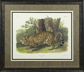 Appraisal: John James Audubon - The Jaguar-Female th c Plate No