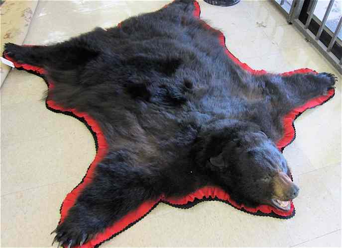 Appraisal: NORTHWEST BLACK BEAR FLOOR RUG head with open mouth red