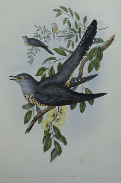 Appraisal: Australian Cuckoo Cuculus Optatus