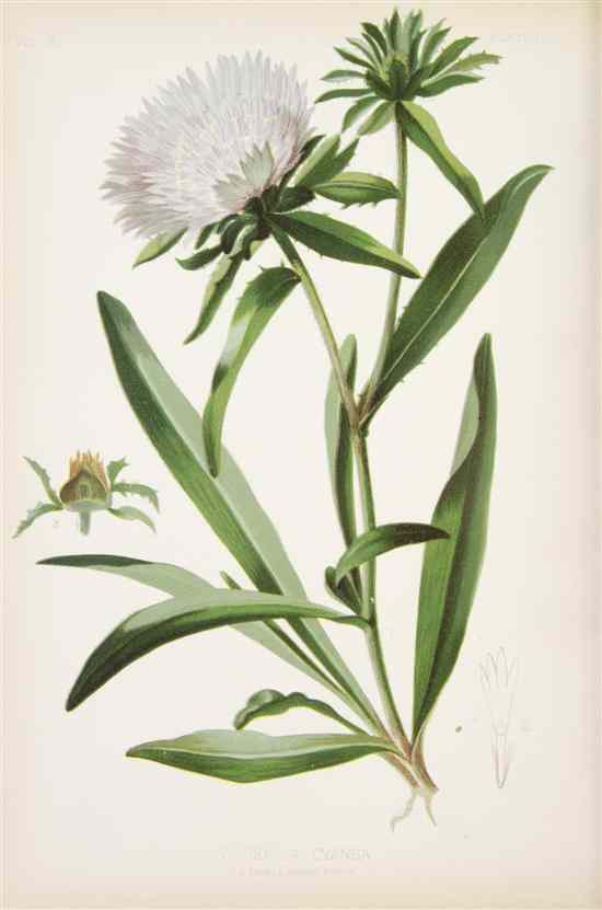 Appraisal: BOTANY AMERICAN MEEHAN THOMAS The Native Flowers and Ferns of