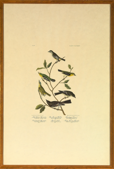 Appraisal: After John James Audubon American - Flycatchers and Vireo Plate