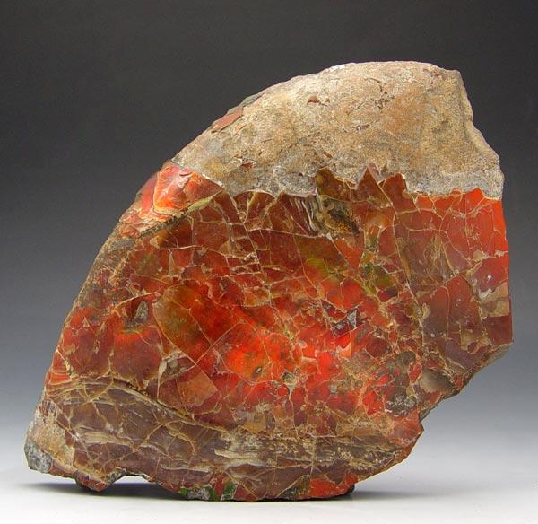 Appraisal: RED GREEN IRIDESCENT AMMONITE FRAGMENT Nice hues of red and