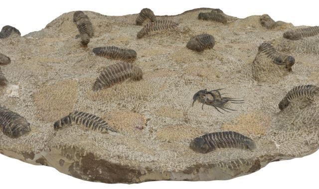 Appraisal: Fossil plate in circular stone matrix with multiple trilobites embedded