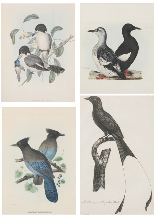 Appraisal: FOUR ORNITHOLOGICAL PRINTS th century Including Gould Richter Fessard D