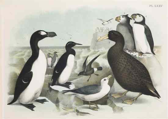 Appraisal: A Set of Seventeen Ornithological Prints depicting various species of