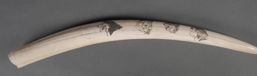 Appraisal: INUIT WALRUS TUSK SCRIMSHAWInuit decorated walrus tusk Measures - long