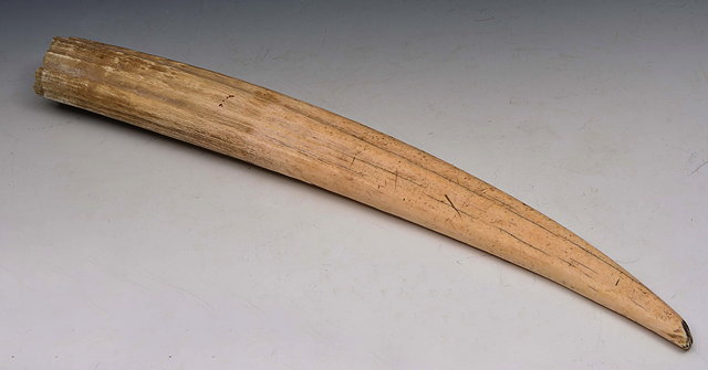 Appraisal: AN ANTIQUE PROBABLY TH CENTURY WALRUS TUSK with collection label