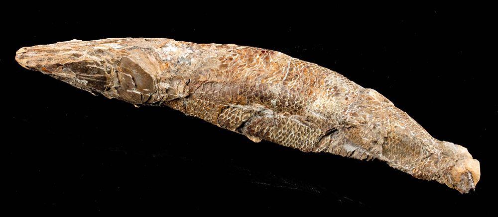 Appraisal: Prehistoric Cretaceous Fossilized Fish First Time At Auction South America