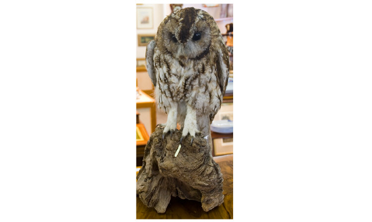 Appraisal: Taxidermy Study Of A Tawny Owl Perched On A Branch