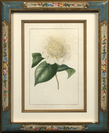 Appraisal: Anne Charlotte Claudine Rodet French th Century Camellia watercolor ca