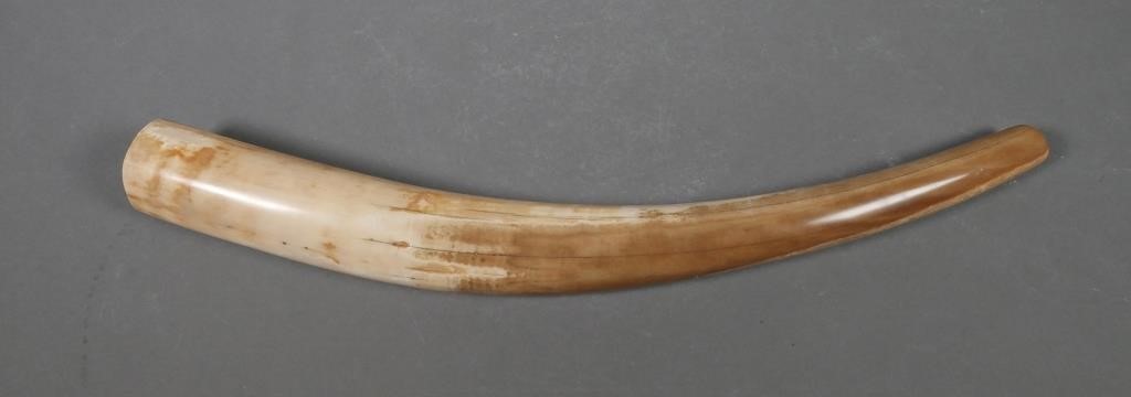 Appraisal: Fossilized walrus ivory tusk with variegated shades Could be used