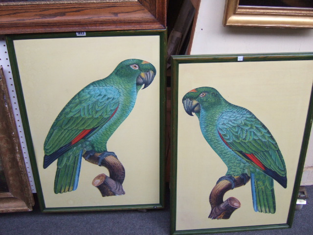 Appraisal: Continental School th century Amazonian green parrots a pair gouache