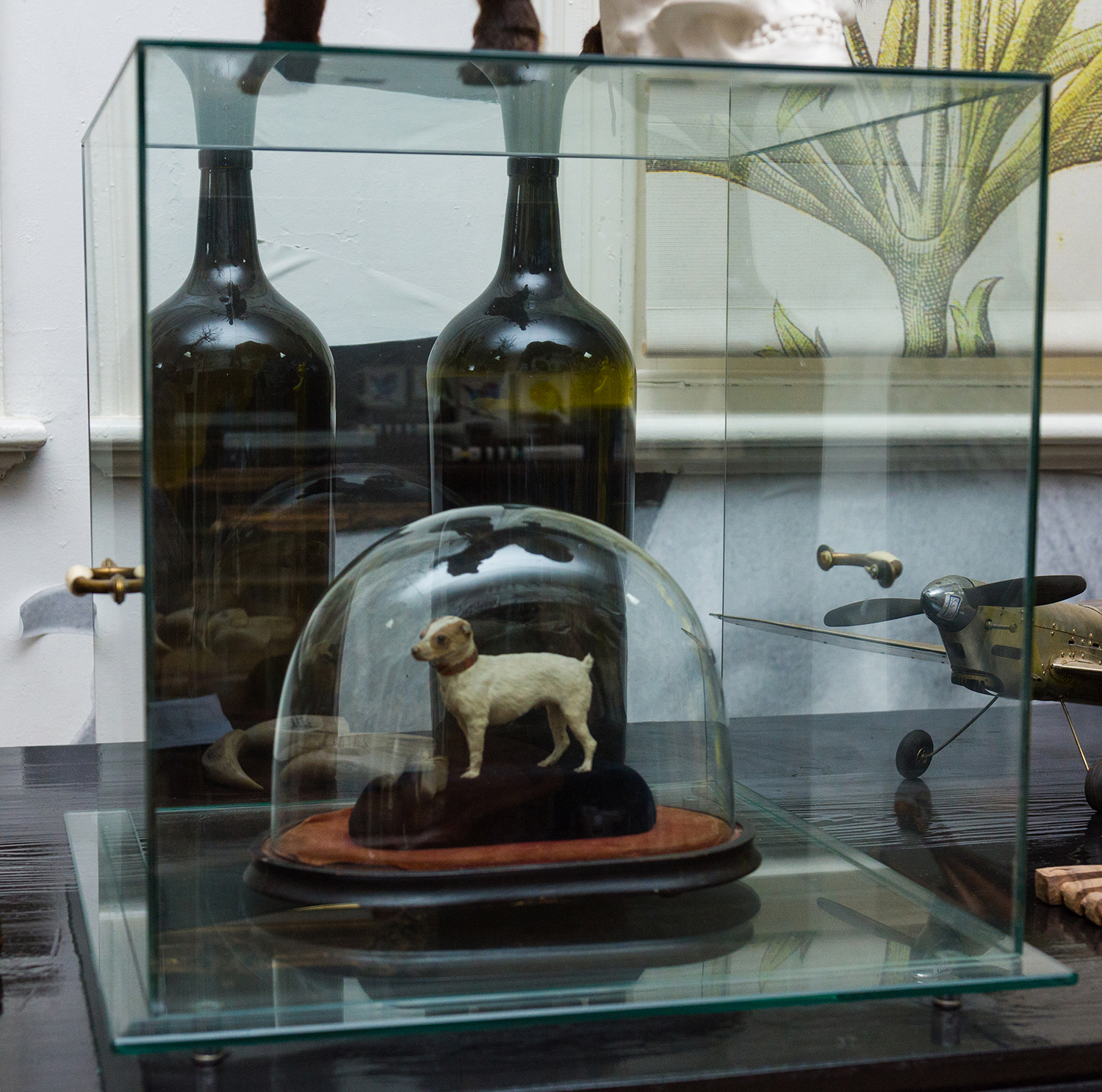 Appraisal: A SQUARE GLASS DISPLAY CASE WITH BRASS HANDLES dog not