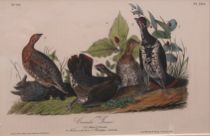 Appraisal: John James Audubon American - Canada Grouse No and plate