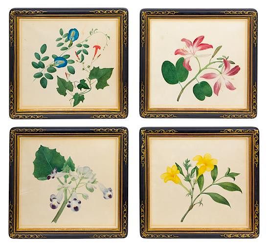 Appraisal: A Set of Four Anglo-Indian Botanical Illustrations Frame x inches