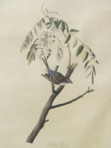 Appraisal: Genuine J J Audubon Engraving Chipping Sparrow R Havel edition