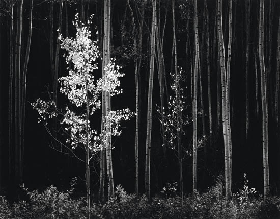 Appraisal: ADAMS ANSEL - Aspens Northern New Mexico Silver print x