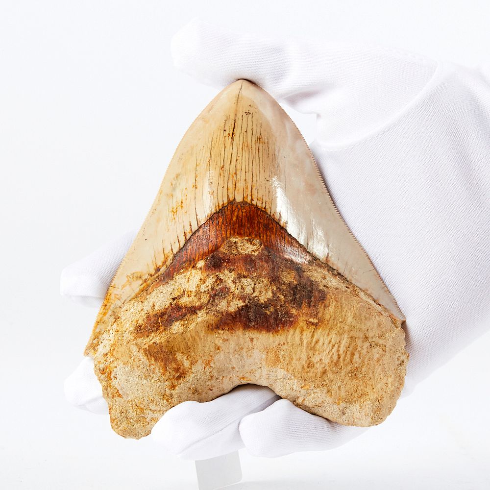 Appraisal: Large Red Megalodon Tooth Fossil One large megalodon tooth fossil