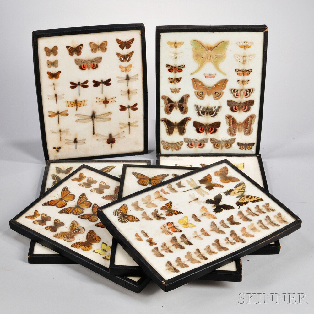 Appraisal: Collection of Dried Insect Specimens c seven display cases with