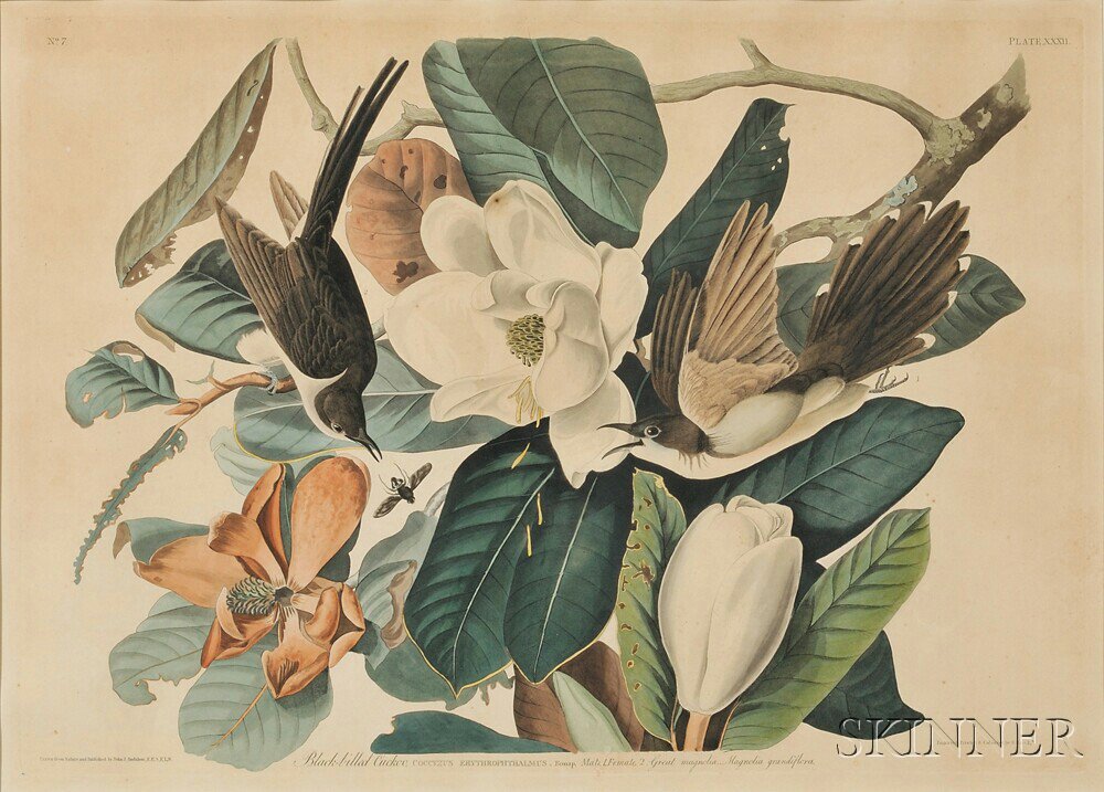 Appraisal: Audubon John James - Black-billed Cuckoo Plate XXXII from Birds