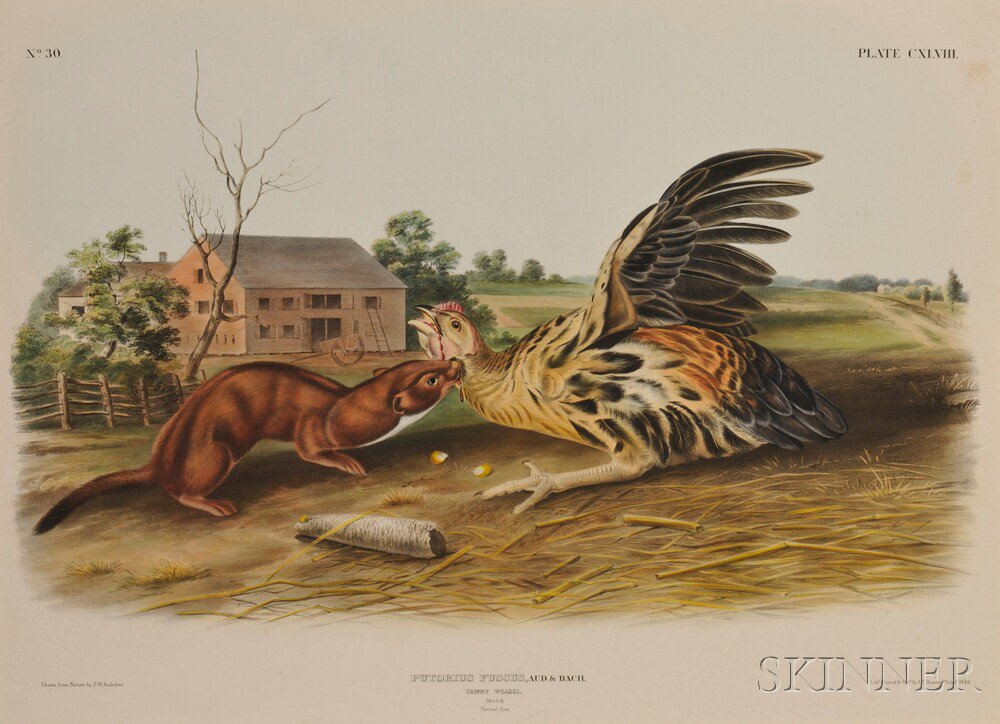 Appraisal: Audubon John James - Tawny Weasel Plate CXLVIII from The